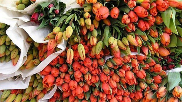 Chuộng hàng ngoại, người Việt chi 18 triệu USD nhập khẩu hoa, cây cảnh chơi Tết